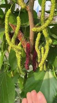 The Best Part of Spring: Gathering Fresh Berries and Nature’s Candy 🌿🌸 #farmfresh #farmersdailylife