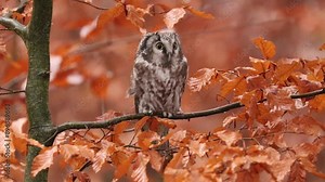 Owl in colorful rainy forest. Boreal owl, Aegolius funereus, perched on beech branch covered by wet orange leaves. Typical small owl with big yellow eyes. Tengmalm's owl. Bird in autumn nature.