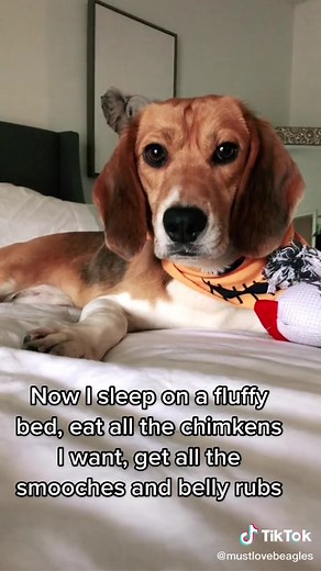 We love you Darwin! @mustlovebeagles #beagle #animaltesting #rescuedog #crueltyfree #beaglesoftiktok