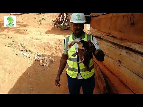 Duck farming: here's what you need to know.