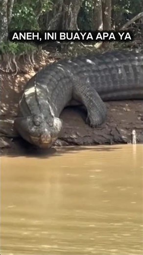 Kemunculan buaya aneh di rawa