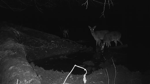 Remote Camera by Water Captures Wildlife