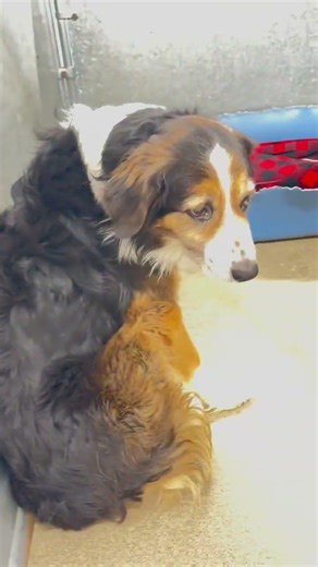 ‼️‼️ Code Red in Hesperia CA !! 💔💔."Flynn Rider" Aussie/ Border Collie ID # A123899. Rescue Only !!