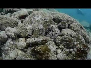 Hunting Octopus shows amazing color + texture changes.