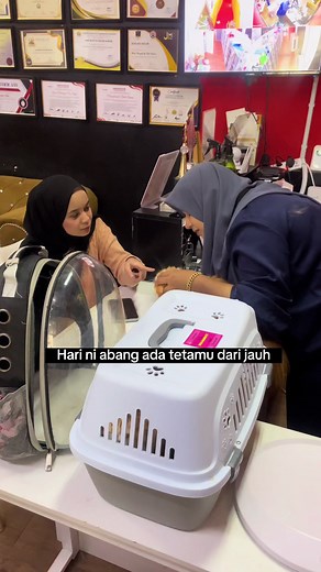 Visit Kaka Cat House in Penang for Professional Cat Grooming