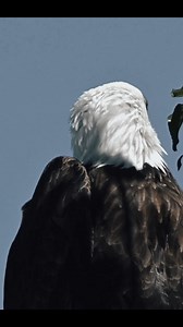 🦅 El Águila Calva: El Símbolo Viviente de Libertad y Poder El águila calva es un majestuoso depredador y el símbolo nacional de Estados Unidos, reconocible por su cabeza blanca y su impresionante envergadura de hasta 2.4 metros. Estas aves, que pueden vivir hasta 30 años en libertad, construyen los nidos más grandes de Norteamérica (de hasta 4 metros de profundidad) y son expertas pescadoras, aunque también se alimentan de carroña cuando es necesario. #ÁguilaCalva #AvesRapaces #SímboloNacional 