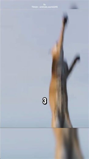 the jump is very strong....