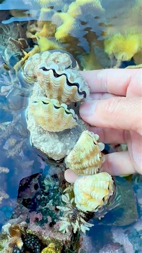 36K views · 676 reactions | Clam Mania on Reels | Facebook