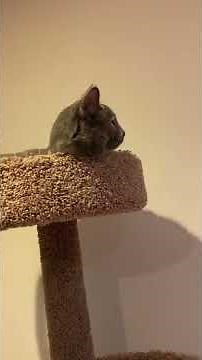 Introducing Max to the Elf Family