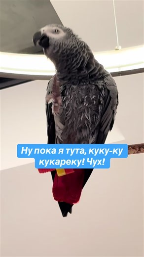 Talking Parrot Jacque: Funny Moments and Sounds