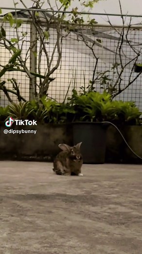 Dipsy Bunny: A Trendy Viral Sensation