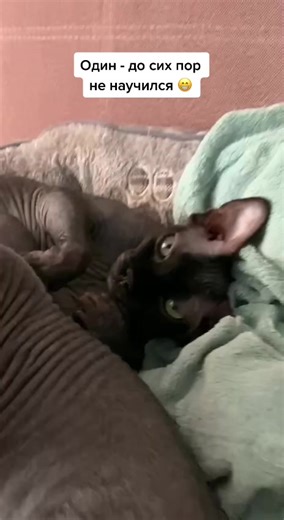 Two Playful Hairless Cats Having Fun Indoors