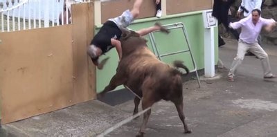 Angry bull charges and flips man filming on iPad