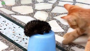 Hedgehogs and Friends Compilation!! Funny & Cute!!