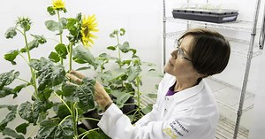 Sunflowers salute the Sun in a totally different way to what we thought
