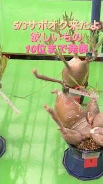 サボテンオークション2026.5/3 感謝デー2日目に参加してきた #塊根植物 #グラキリス #パキプス