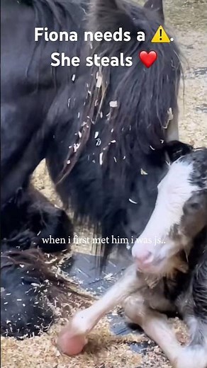 OUR MINI GYPSY VANNER #foals #horse #gypsyvanner #horsefarms #equestrian