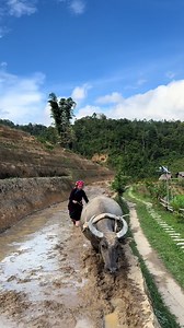 Bản Liền Pín Homestay Vàng Thị Thống – Trải Nghiệm Du Lịch