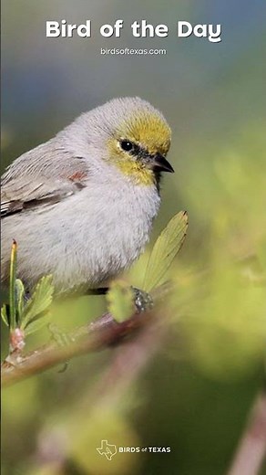 Verdin - Our Bird of the Day