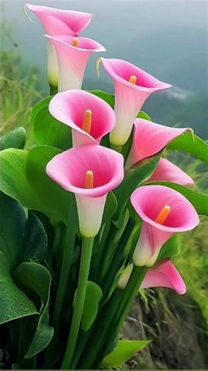 Flower🌺 wallpaper amazing🥰| #flowers #amazing #wallpaper