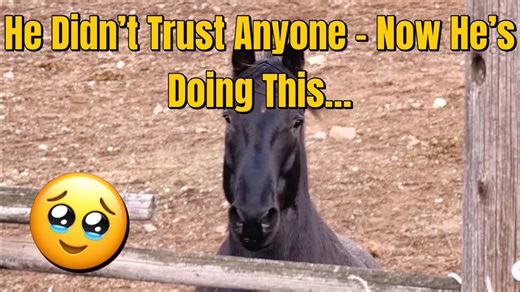 The Way My Gelding Greets Me Every Time I Show Up (The Ending Though)