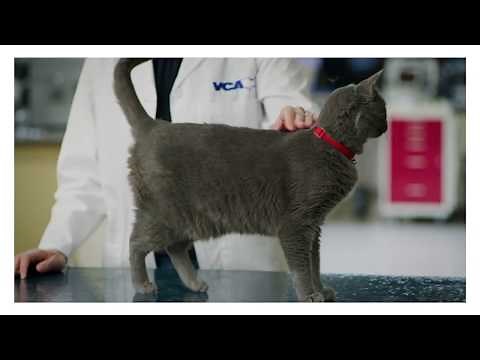 How can I tell if my cat is overweight?