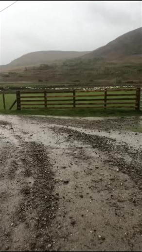 🐏❗️SHEEP WORRYING ❗️🐏 We are sharing this clip with you because we feel it’s important to use it as an example of irresponsible dog ownership and what NOT to do in the countryside. Sheep worrying is an offence. Your dogs should be kept on leads whilst out enjoying walks in the countryside. We would like to reminder all dog owners that a farmer is well within his/her rights to shoot a dog if found in the act of worrying sheep. On this occasion the sheep, dog and it’s owners were lucky but the r
