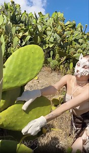 9.2M views · 10K reactions | Uncovering Hidden Uses of Wild Cactus | Wood Mood | Facebook