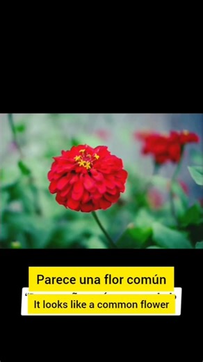 La flor roja que esconde un mensaje de pasión 🌺🔥#Shorts