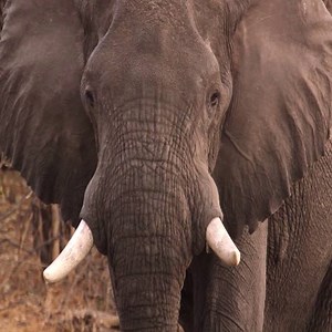 270K views · 5.2K reactions | Nearly a third of Africa’s elephants...