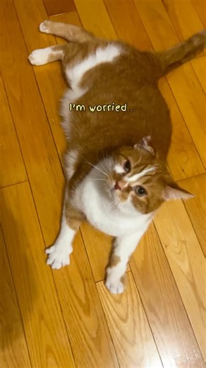 Beauty and the Bean on Instagram: "Bean’s Voice Cracked 😭 Start your morning by waking up with Bean (the loudest orange cat you’ll ever meet) ☕️🌞 Daily chaos, dramatic meows, and Beauty judging it all 👑🐾 Follow along for a new episode every day! #beautynthebean #cats #catvideo"