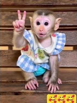 Too Much Cuteness! Monkey funny moments 🐒✨#cute