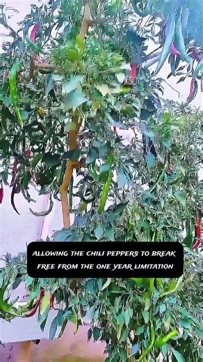 You’ve seen chili plants… but have you ever seen a chili PEPPER TREE? 🌳🌶️