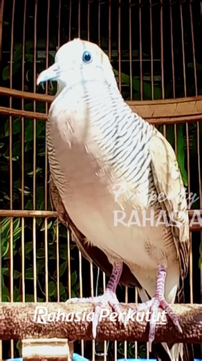 Zebra Dove Calls – Calming Bird Relaxing 15 | #birds #birdsounds #birdsong #animals