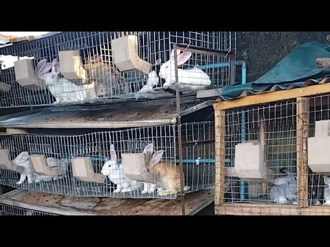 Farm Synergy TV Epic Rabbit Live Cam Experience