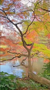 Shinjuku Gyoen in Autumn – Tokyo’s Hidden Paradise 🇯🇵🍁
