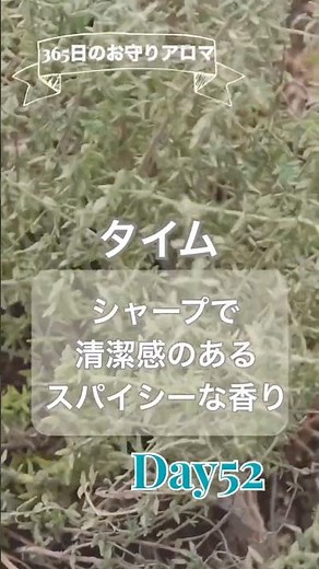 【365日のお守りアロマDay52】タイム 心を強く支える🍃 #Shorts#アロマ #アロマのある暮らし