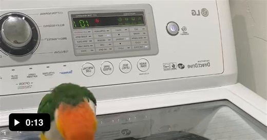 Spin cycle inspection - Video