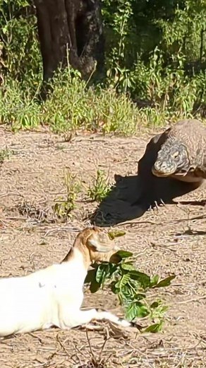 Wild Animals: Komodo Dragon vs Wolves Encounter