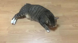 1K views · 45 reactions | Update on Mufasa, both Fiv and Felv...