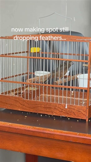 The Art of Breeding Bullfinch Birds: Tips and Insights