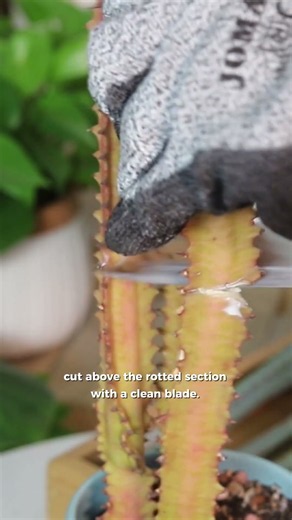 How to save a cactus from root rot 🌵🚨 #rootrot #cactus #rescue #succulents
