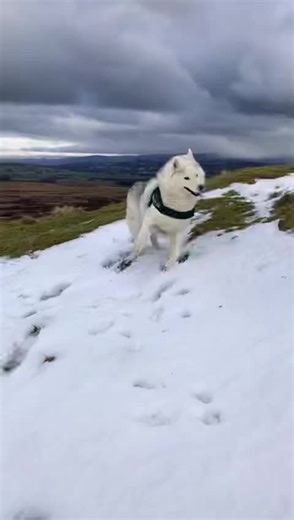 Mark Doherty (@b16doc)’s videos with Happy Dog - DJ Moody