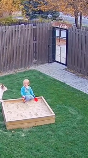 CCTV Footage: Lion approaches child — Pet dog scares it away instantly! 🦁🐕🚨 #LionAttack #DogSavesChild #CCTVCaught #CaughtOnCamera #PetHero #AnimalEncounter #BackyardSafety #RealFootage #USAHouse #WildlifeScare #ViralShorts | Ai World
