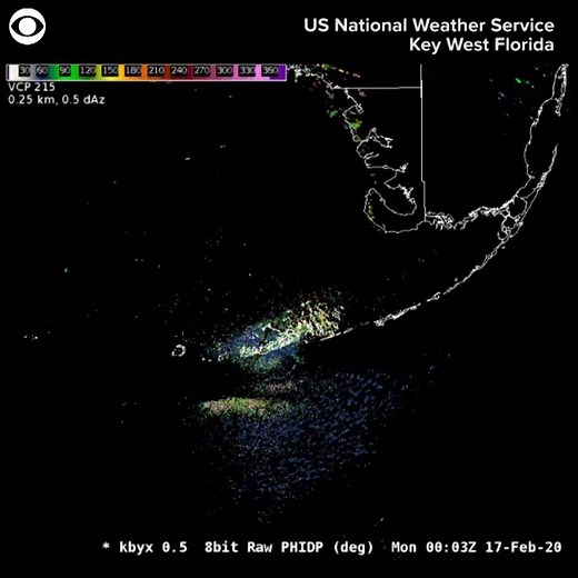 10K views · 148 reactions | WHAT’S THAT? That's not a storm you're seeing on this radar! The National Weather Service says it's birds migrating over Key West, FL Monday morning. The NWS says birds show up on the map in yellow/green hues, and rain appears in darker blues. | KCCI | Facebook