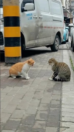 Cat fight chronicles: Revealing the claws