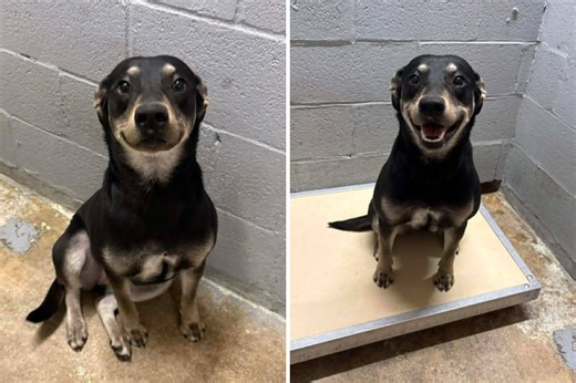 Shelter Dog Smiles for Adoption Listing, What Happens Next Melts Hearts