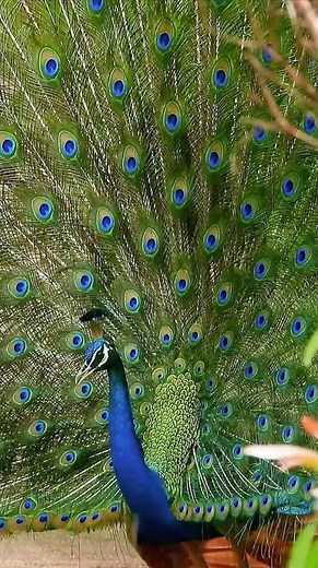 The Majestic Peacock Dance You Need to See! 🦚✨