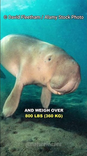 Dugong | The Real Life Mermaid
