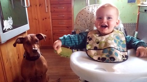Dog Steals Cracker From Laughing Baby in High Chair
